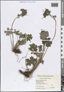 Geranium renardii Trautv., Caucasus, Abkhazia (K4a) (Abkhazia)