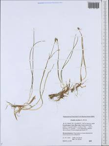 Gagea serotina (L.) Ker Gawl., Siberia, Yakutia (S5) (Russia)