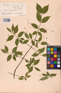 Euonymus verrucosus Scop., Eastern Europe, Middle Volga region (E8) (Russia)