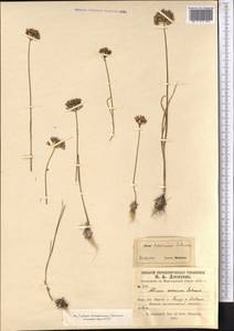 Allium caesium Schrenk, Middle Asia, Syr-Darian deserts & Kyzylkum (M7) (Uzbekistan)