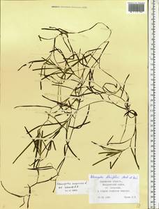 Potamogeton compressus L., Eastern Europe, Central region (E4) (Russia)