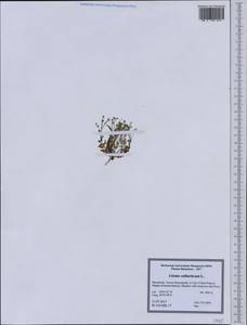 Linum catharticum L., Western Europe (EUR) (North Macedonia)