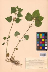 Lamium maculatum (L.) L., Eastern Europe, Moscow region (E4a) (Russia)