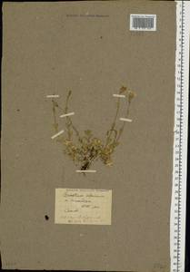 Cerastium alpinum L., Eastern Europe, Northern region (E1) (Russia)
