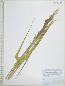 Phragmites australis subsp. australis, Siberia, Russian Far East (S6) (Russia)