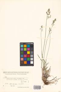 Poa, Siberia, Russian Far East (S6) (Russia)