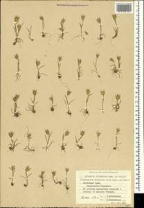 Eremopyrum orientale (L.) Jaub. & Spach, Crimea (KRYM) (Russia)