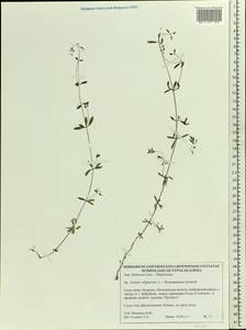 Galium uliginosum L., Eastern Europe, Belarus (E3a) (Belarus)