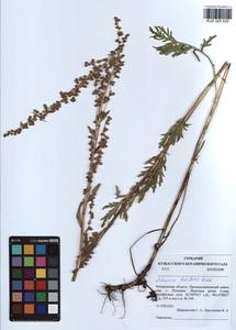 Artemisia latifolia Ledeb., Siberia, Altai & Sayany Mountains (S2) (Russia)