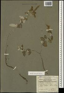 Mentha longifolia var. asiatica (Boriss.) Rech.f., Caucasus, Dagestan (K2) (Russia)