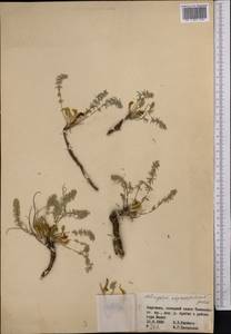 Astragalus adpressipilosus Gontsch., Middle Asia, Western Tian Shan & Karatau (M3) (Kyrgyzstan)