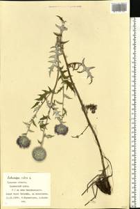Echinops ritro subsp. ruthenicus (M. Bieb.) Nyman, Eastern Europe, Central region (E4) (Russia)