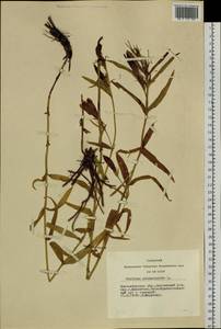 Gentiana pneumonanthe L., Siberia, Western Siberia (S1) (Russia)