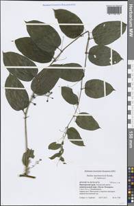 Smilax riparia var. riparia, Siberia, Russian Far East (S6) (Russia)