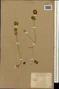 Trifolium ambiguum M.Bieb., Caucasus, Stavropol Krai, Karachay-Cherkessia & Kabardino-Balkaria (K1b) (Russia)