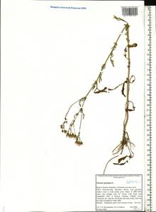 Jacobaea vulgaris subsp. vulgaris, Eastern Europe, Northern region (E1) (Russia)