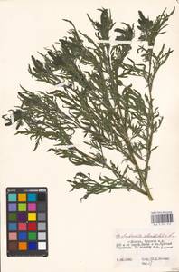 Ambrosia artemisiifolia L., Eastern Europe, Moscow region (E4a) (Russia)