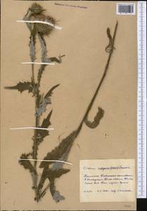 Cirsium, Middle Asia, Western Tian Shan & Karatau (M3) (Kyrgyzstan)