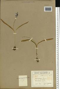 Scilla siberica Andrews, Eastern Europe, North Ukrainian region (E11) (Ukraine)