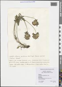 Anthyllis vulneraria subsp. valesiaca (Beck) Guyot, Western Europe (EUR) (Switzerland)