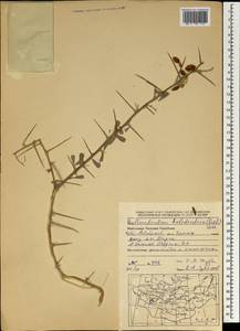 Caragana halodendron (Pall.) Dum.Cours., Mongolia (MONG) (Mongolia)