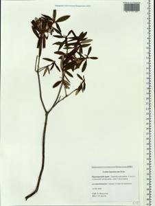 Rhododendron diversipilosum (Nakai) Harmaja, Siberia, Russian Far East (S6) (Russia)