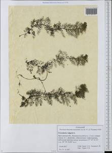 Utricularia vulgaris L., Eastern Europe, Central forest region (E5) (Russia)