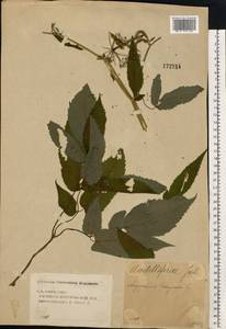 Aegopodium podagraria L., Eastern Europe, Volga-Kama region (E7) (Russia)