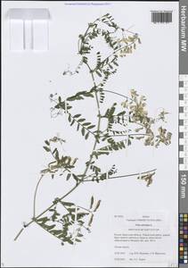 Vicia sylvatica L., Siberia, Baikal & Transbaikal region (S4) (Russia)