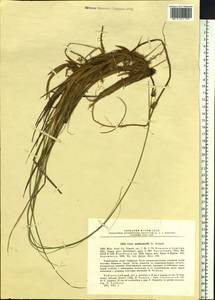 Carex middendorffii F.Schmidt, Siberia, Russian Far East (S6) (Russia)