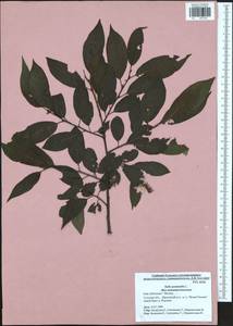 Salix pentandra L., Eastern Europe, Central region (E4) (Russia)