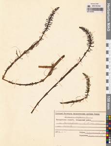 Hippuris vulgaris L., Siberia, Chukotka & Kamchatka (S7) (Russia)