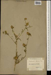 Centaurea iberica Trevis. ex Spreng., Caucasus, Armenia (K5) (Armenia)