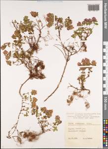 Thymus praecox subsp. caucasicus (Willd. ex Ronniger) Jalas, Caucasus, South Ossetia (K4b) (South Ossetia)