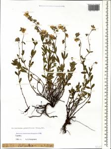 Helianthemum grandiflorum, Caucasus, Georgia (K4) (Georgia)