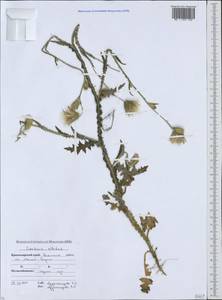 Carduus pycnocephalus subsp. albidus (M. Bieb.) Kazmi, Caucasus, Black Sea Shore (from Novorossiysk to Adler) (K3) (Russia)
