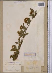 Spiraea japonica L. fil., Middle Asia, Western Tian Shan & Karatau (M3) (Uzbekistan)