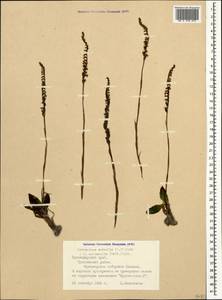 Spiranthes spiralis (L.) Chevall., Caucasus, Black Sea Shore (from Novorossiysk to Adler) (K3) (Russia)