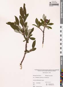 Salix krylovii E.L.Wolf, Siberia, Chukotka & Kamchatka (S7) (Russia)