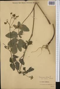 Pastinaca sativa subsp. urens (Req. ex Godr.) Celak., Western Europe (EUR) (Italy)