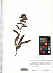 Nonea pulla (L.) DC., Eastern Europe, Middle Volga region (E8) (Russia)
