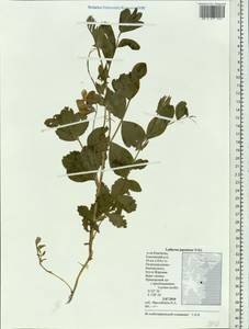 Lathyrus japonicus Willd., Siberia, Chukotka & Kamchatka (S7) (Russia)