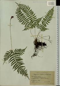 Polystichum tripteron (Kunze) C. Presl, Siberia, Russian Far East (S6) (Russia)