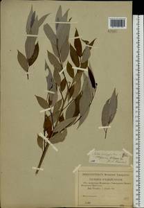 Salix triandra L., Eastern Europe, North-Western region (E2) (Russia)