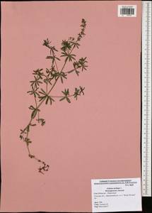 Galium mollugo L., Eastern Europe, Central region (E4) (Russia)