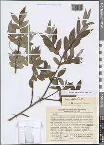 Salix alba L., Caucasus, Dagestan (K2) (Russia)