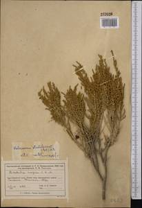 Halocnemum strobilaceum (Pall.) M. Bieb., Middle Asia, Muyunkumy, Balkhash & Betpak-Dala (M9) (Kazakhstan)