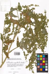 Atriplex sagittata Borkh., Eastern Europe, Moscow region (E4a) (Russia)