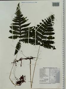 Phegopteris connectilis (Michx.) Watt, Siberia, Chukotka & Kamchatka (S7) (Russia)