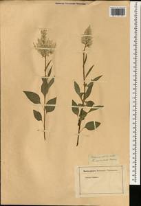 Allmania nodiflora (L.) R. Br., South Asia, South Asia (Asia outside ex-Soviet states and Mongolia) (ASIA) (Not classified)